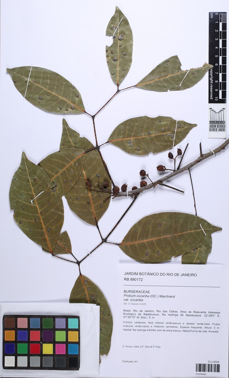 Protium icicariba var. icicariba