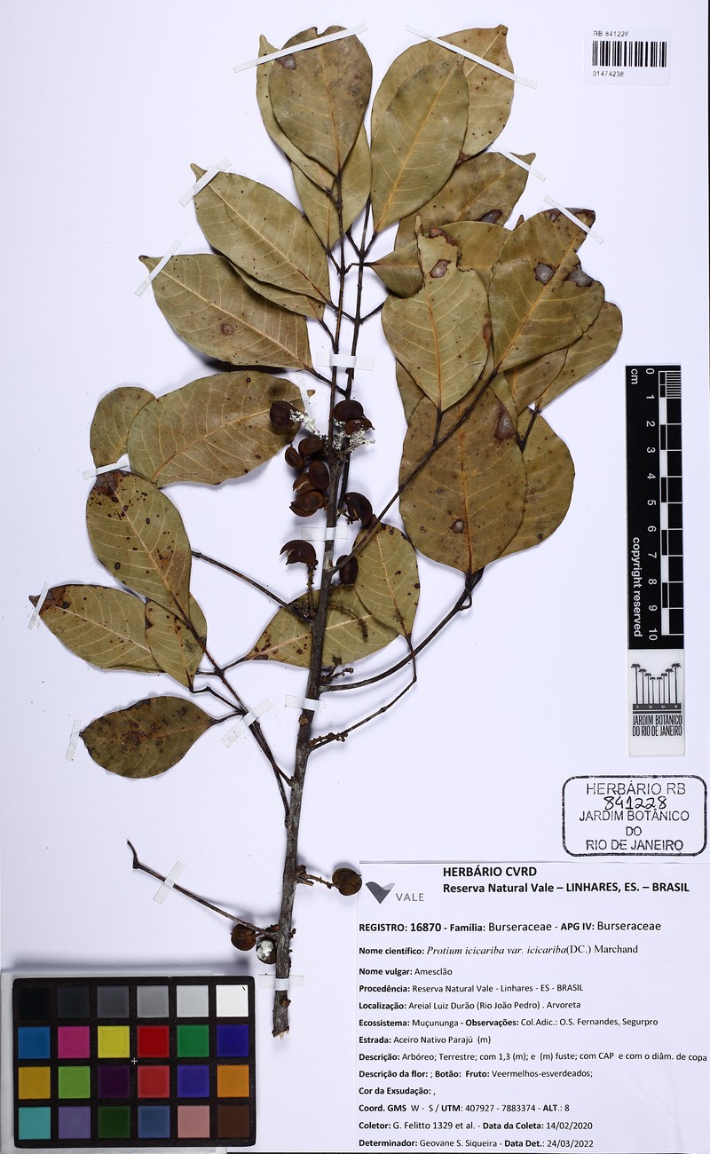 Protium icicariba var. icicariba photo 2