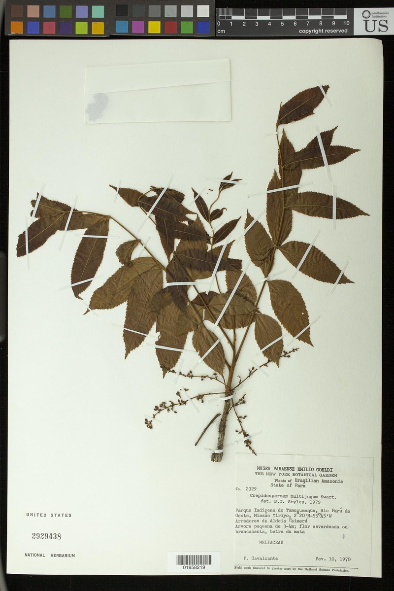 Protium multijugum