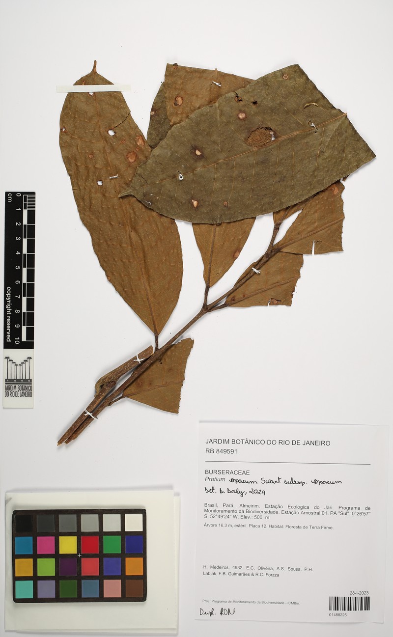 Protium opacum subsp. opacum