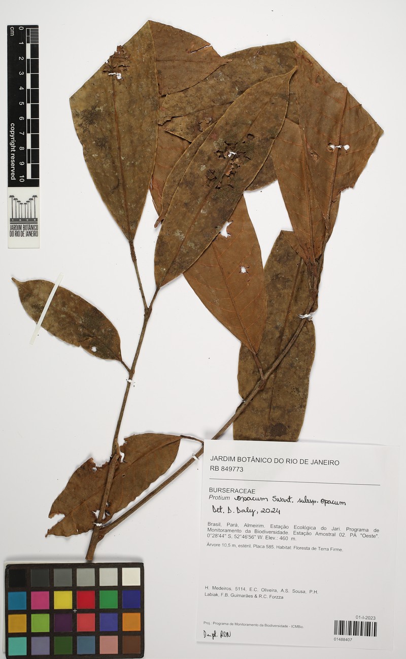Protium opacum subsp. opacum photo 2