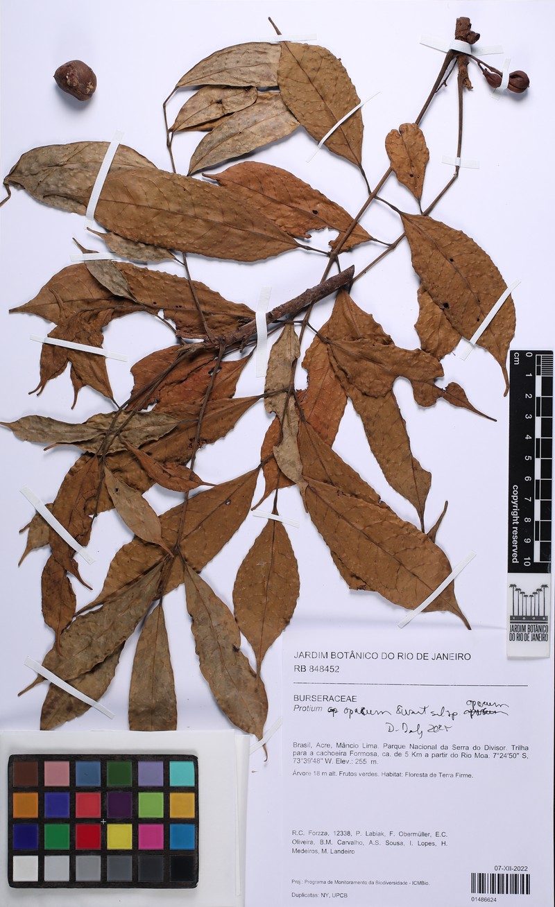 Protium opacum subsp. opacum photo 3