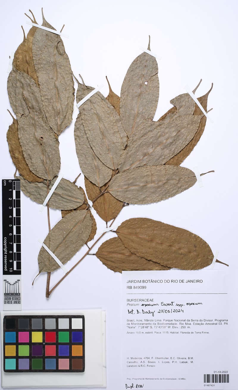 Protium opacum subsp. opacum photo 4