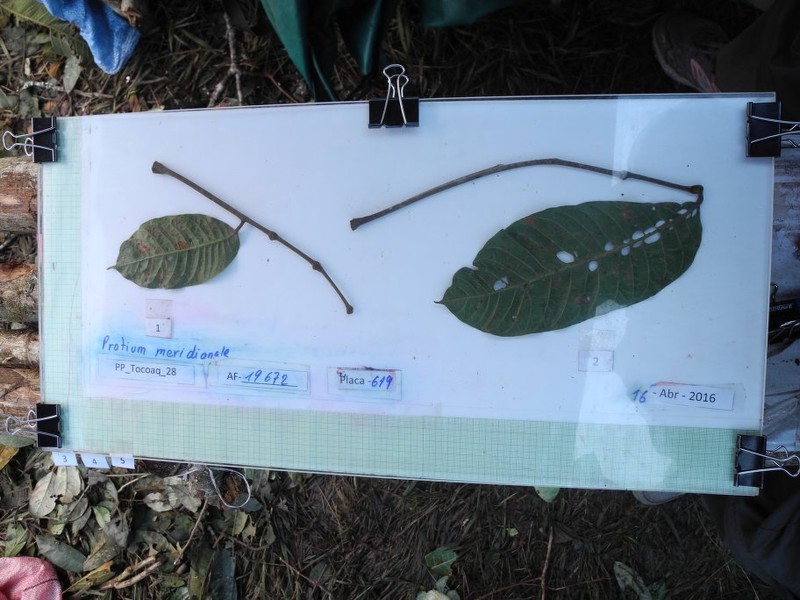 Protium oxapampae