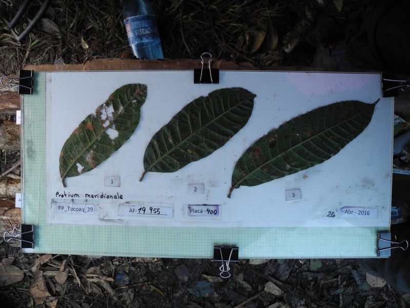 Protium oxapampae photo 2