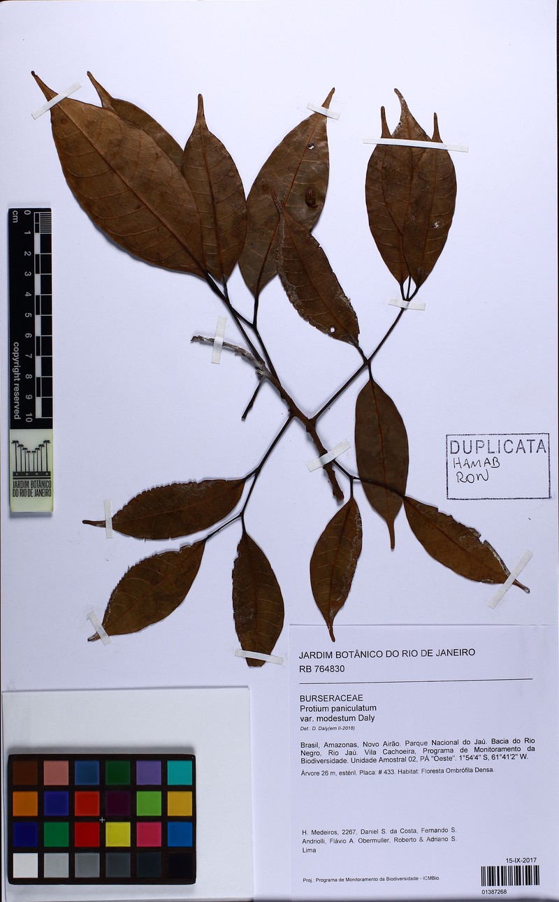 Protium paniculatum var. modestum
