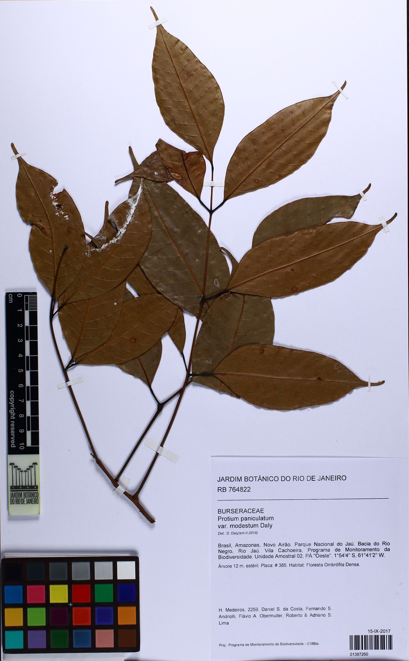Protium paniculatum var. modestum photo 2