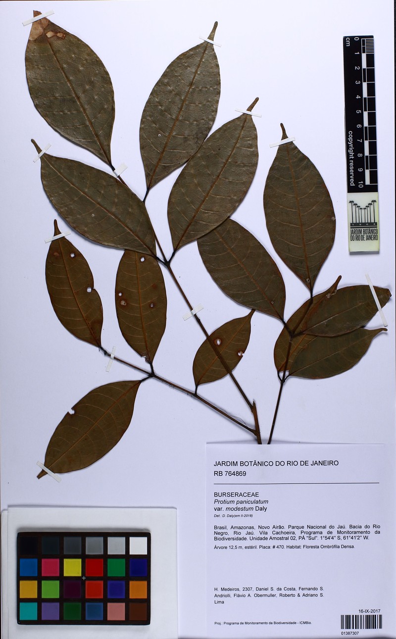 Protium paniculatum var. modestum photo 3