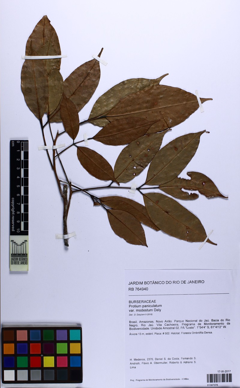 Protium paniculatum var. modestum photo 4