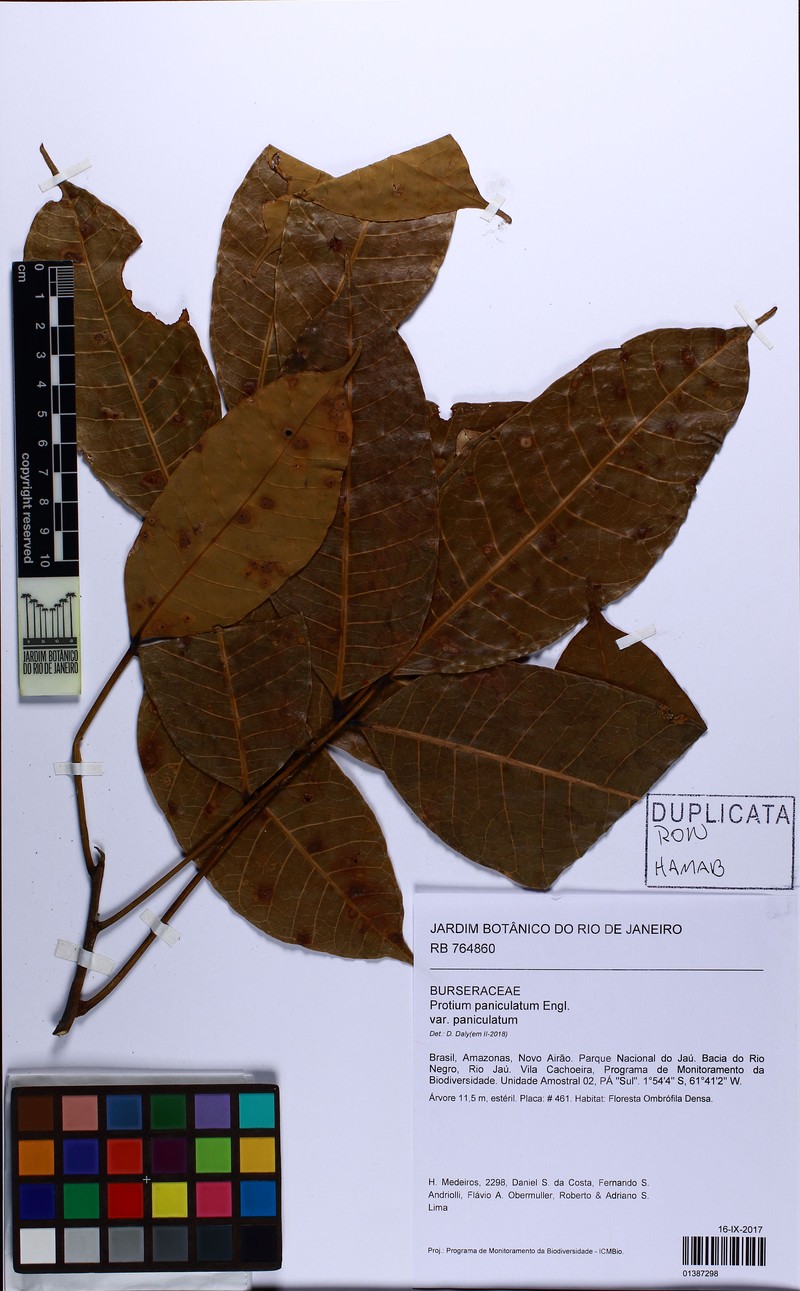 Protium paniculatum var. paniculatum