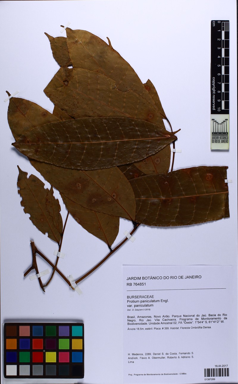 Protium paniculatum var. paniculatum photo 2