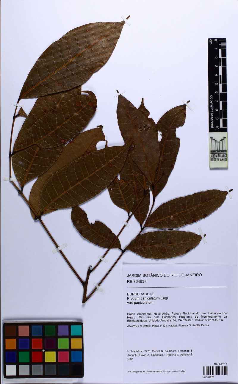 Protium paniculatum var. paniculatum photo 3