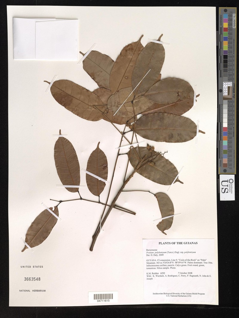 Protium polybotryum subsp. polybotryum