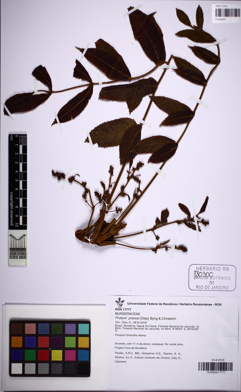 Protium prancei