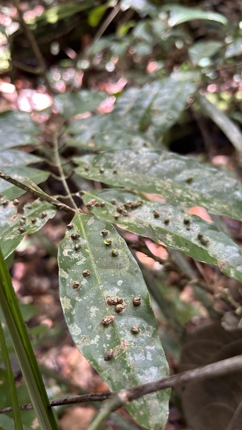 Protium rhoifolium