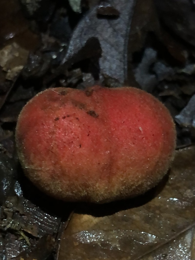 Protium rhoifolium photo 3