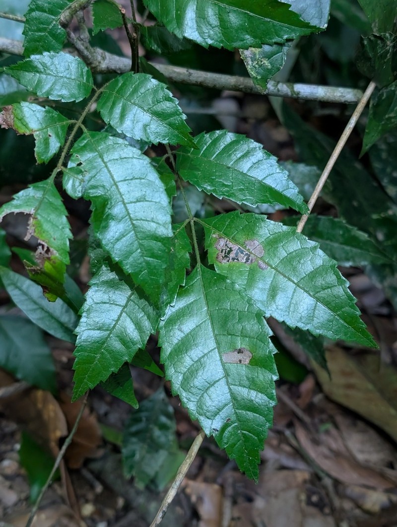 Protium rhoifolium photo 4
