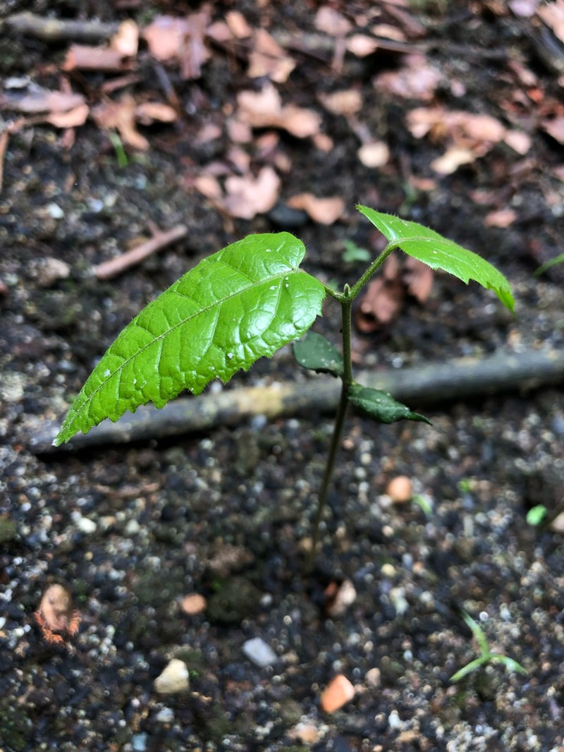 Protium rhoifolium photo 5