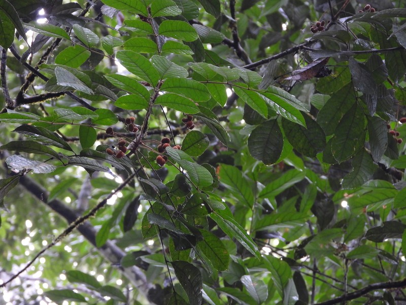 Protium rhoifolium photo 6