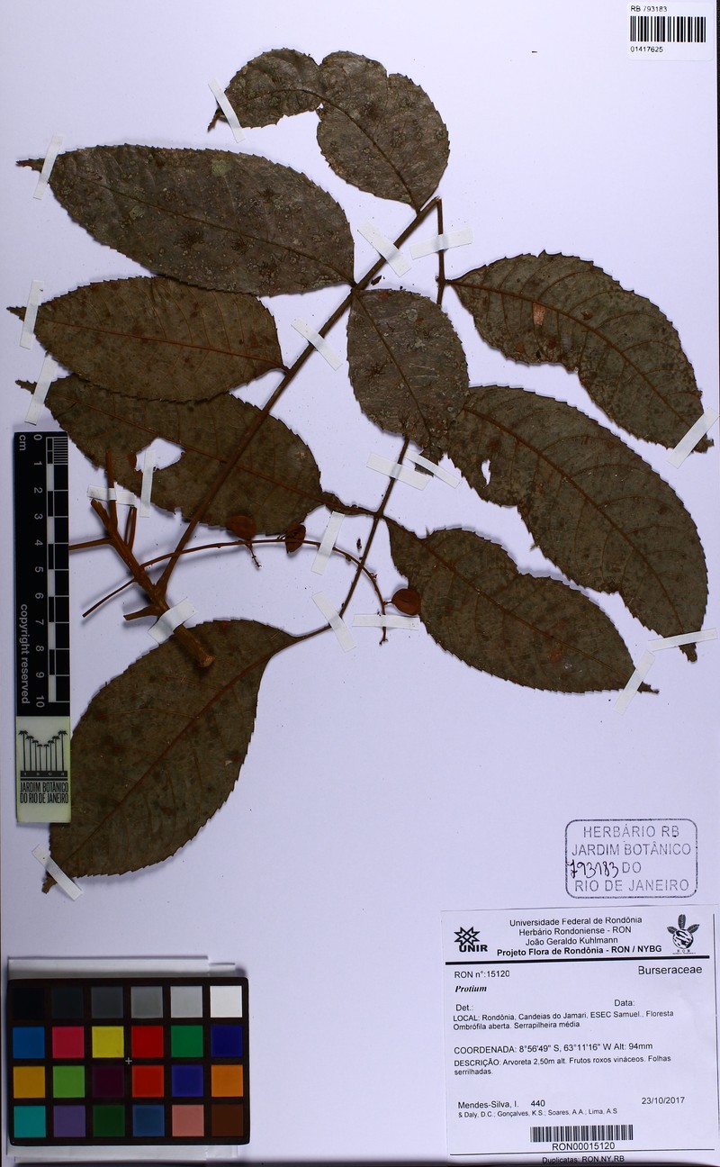 Protium rhoifolium photo 7