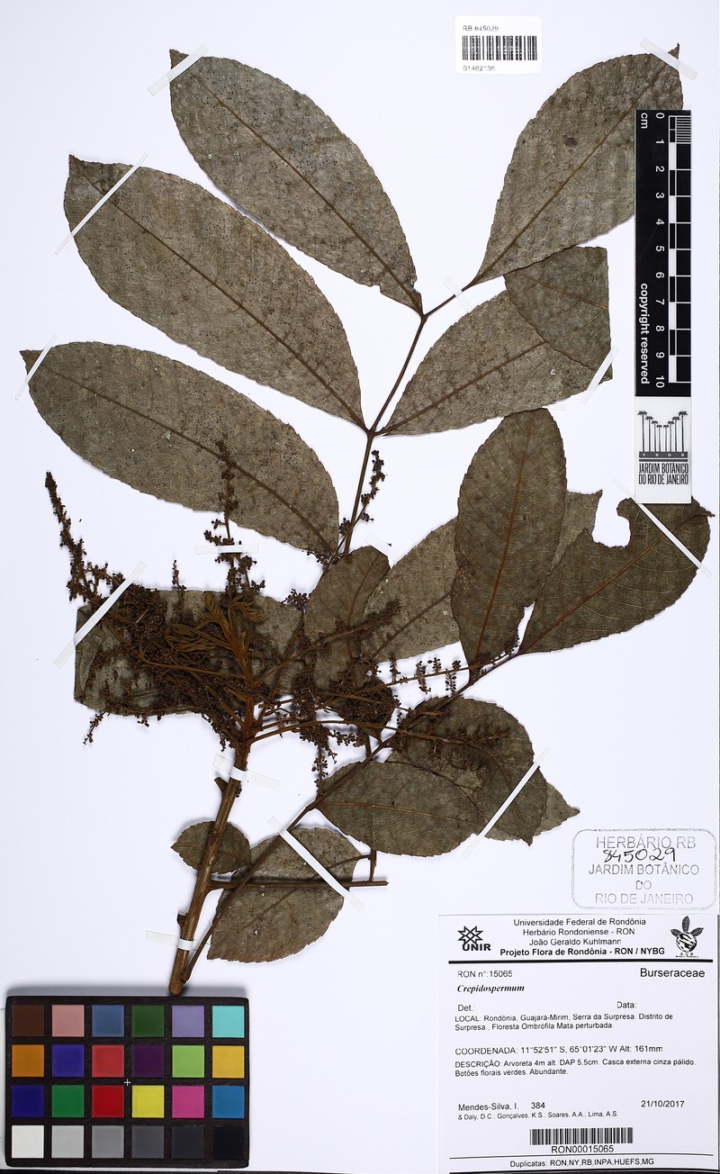 Protium rhoifolium photo 8