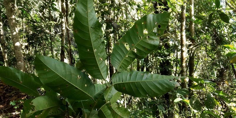 Protium rhynchophyllum