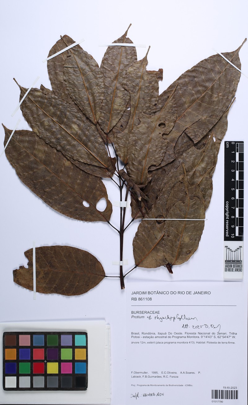 Protium rhynchophyllum photo 2