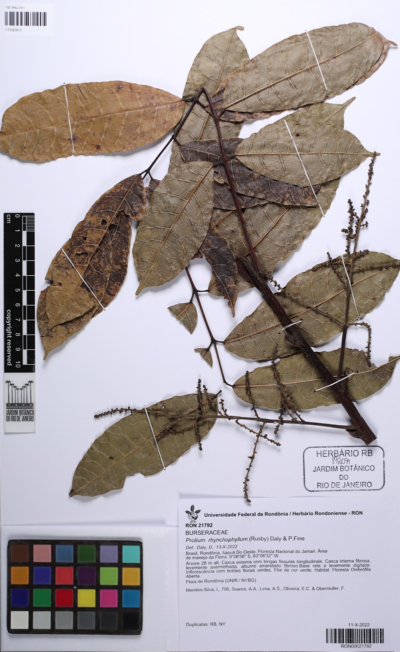 Protium rhynchophyllum photo 3