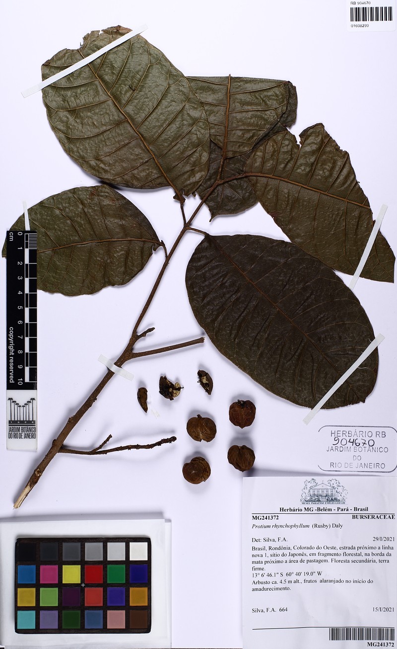 Protium rhynchophyllum photo 4
