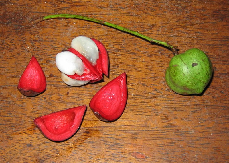Protium stevensonii
