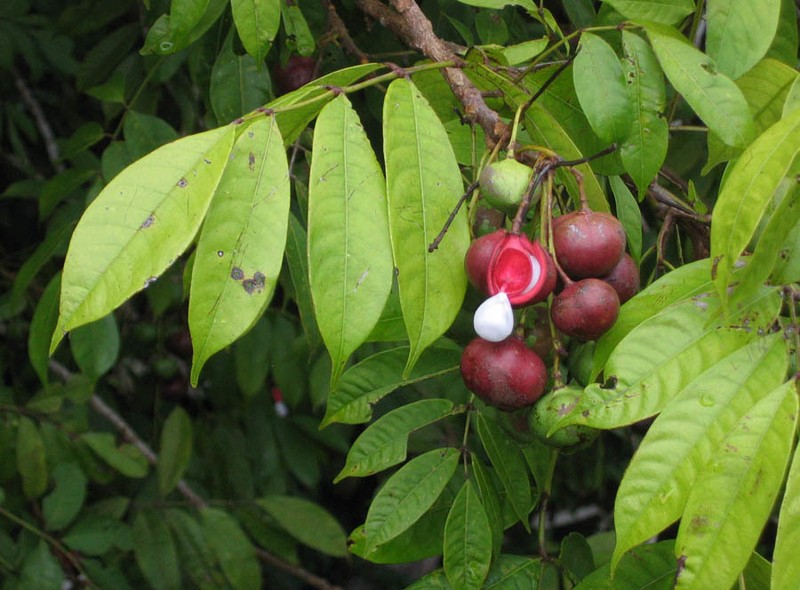 Protium stevensonii photo 2