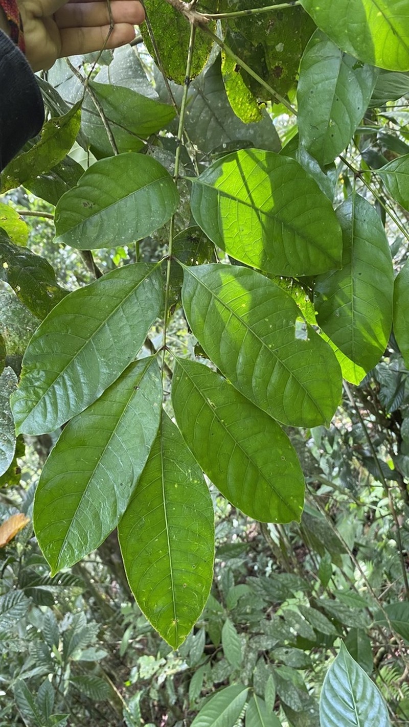 Protium stevensonii photo 3