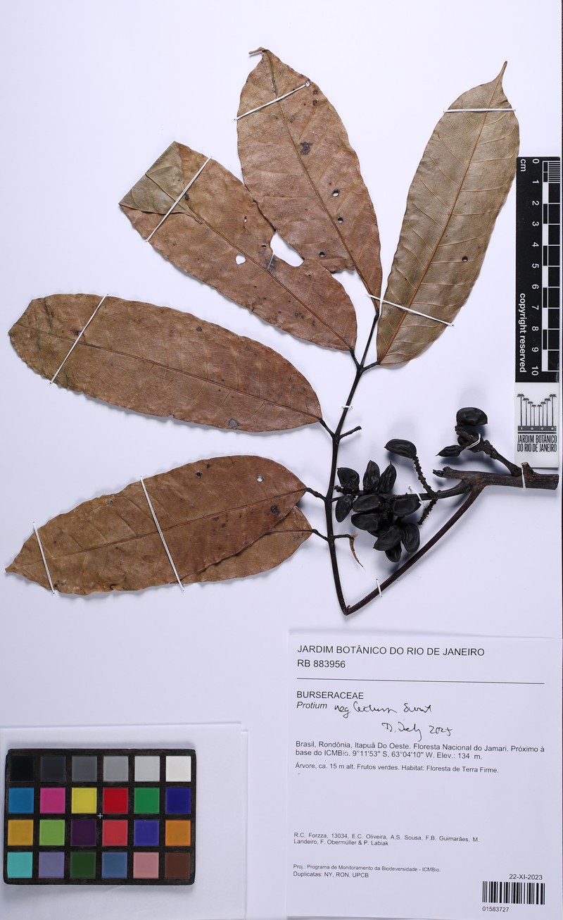 Protium tenuifolium subsp. tenuifolium