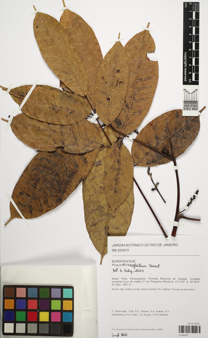 Protium tenuifolium subsp. tenuifolium photo 2
