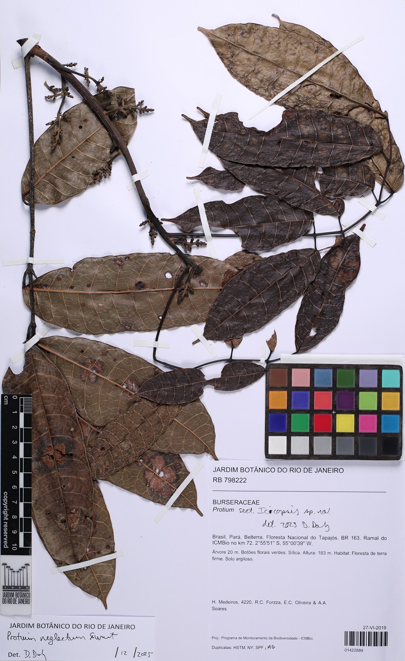 Protium tenuifolium subsp. tenuifolium photo 3