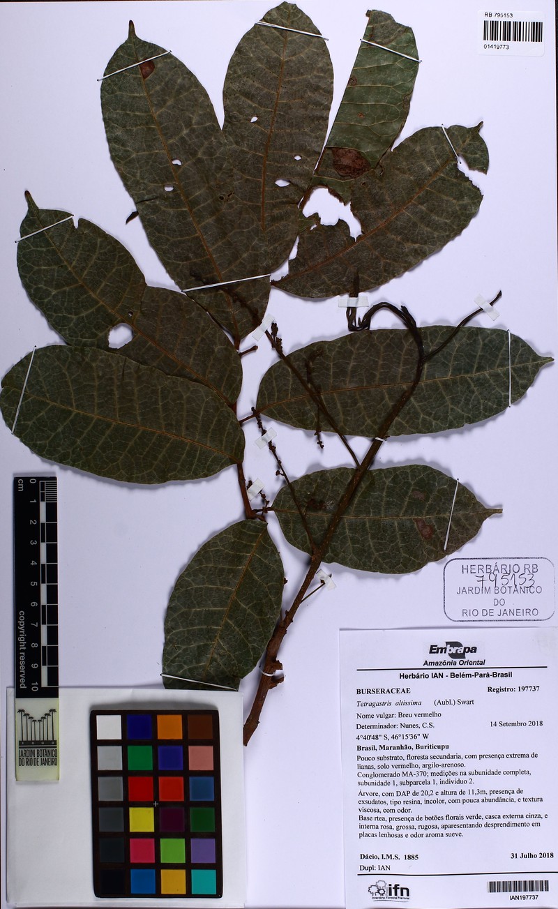 Protium tenuifolium subsp. tenuifolium photo 4