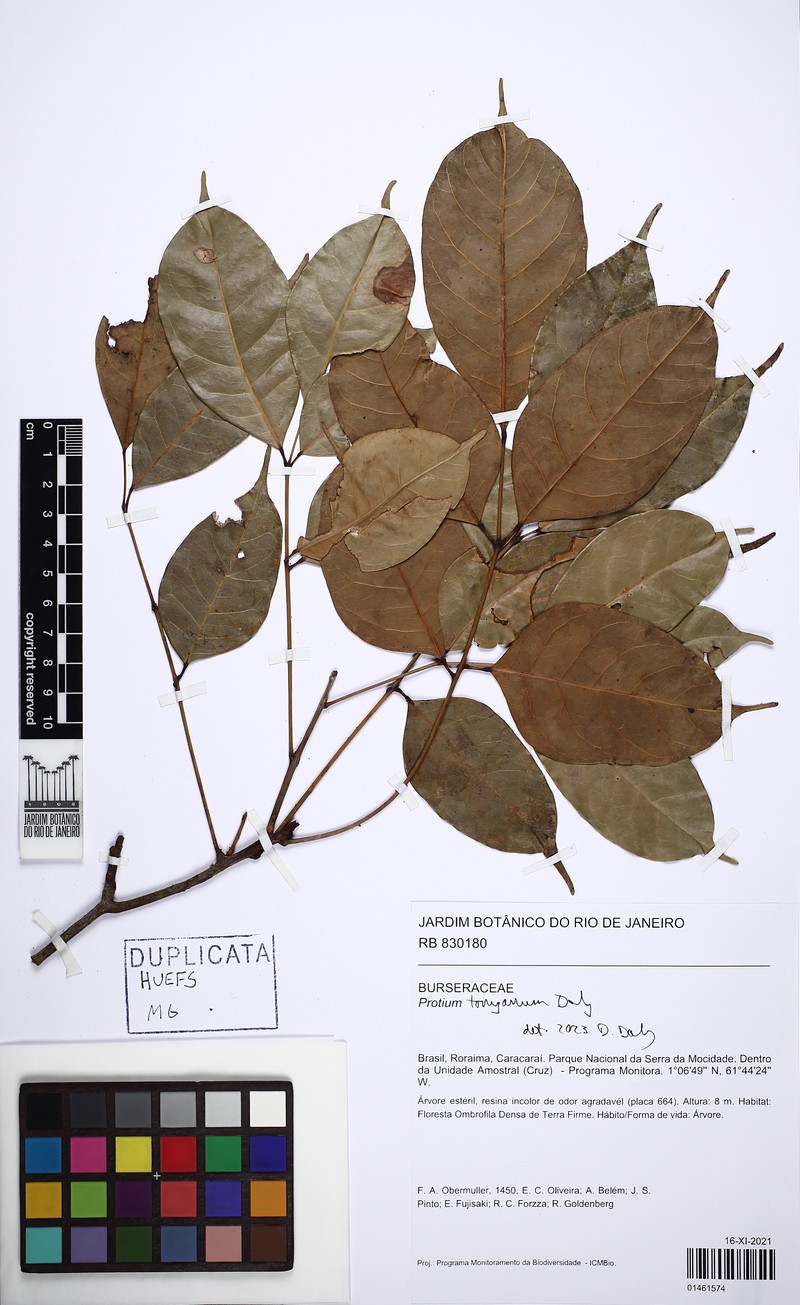 Protium tonyanum