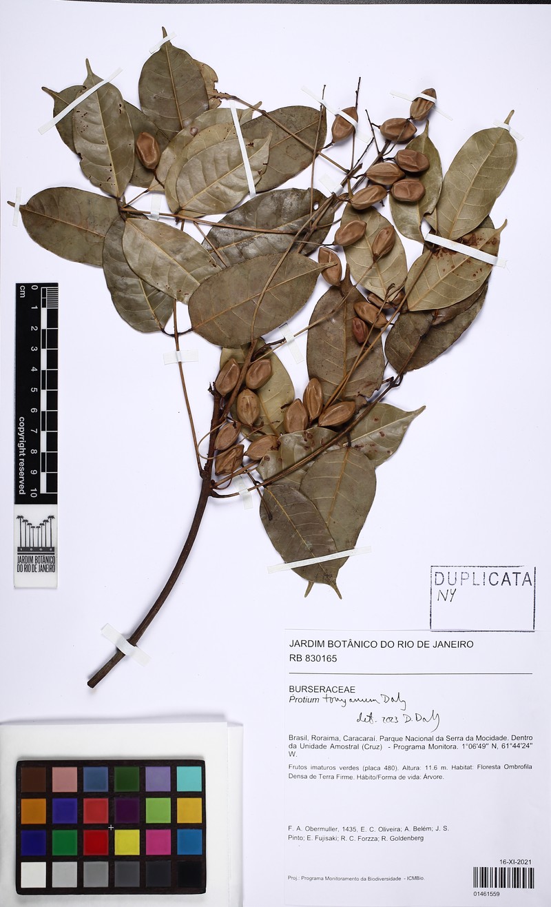 Protium tonyanum photo 2