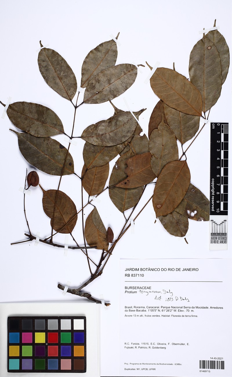 Protium tonyanum photo 3