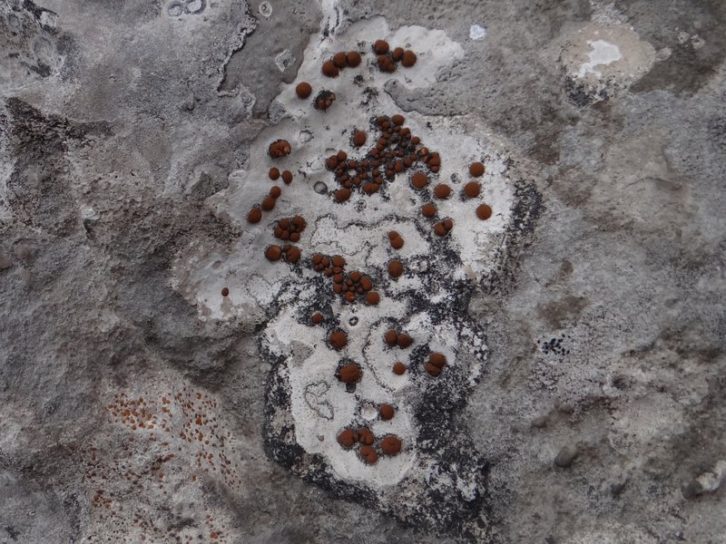 Protoblastenia Lichen