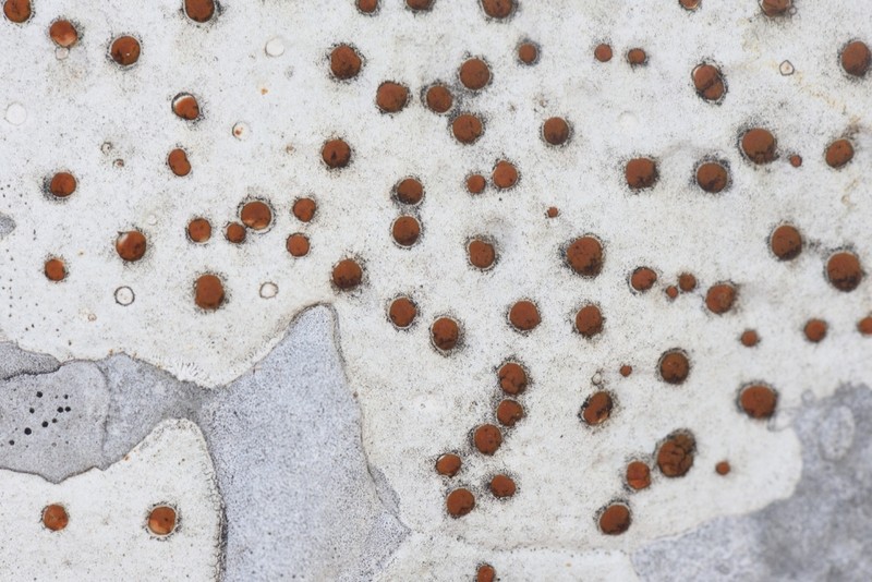 Protoblastenia Lichen
