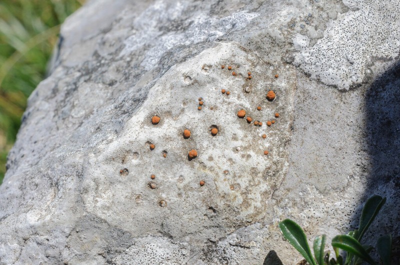 Protoblastenia Lichen photo 2