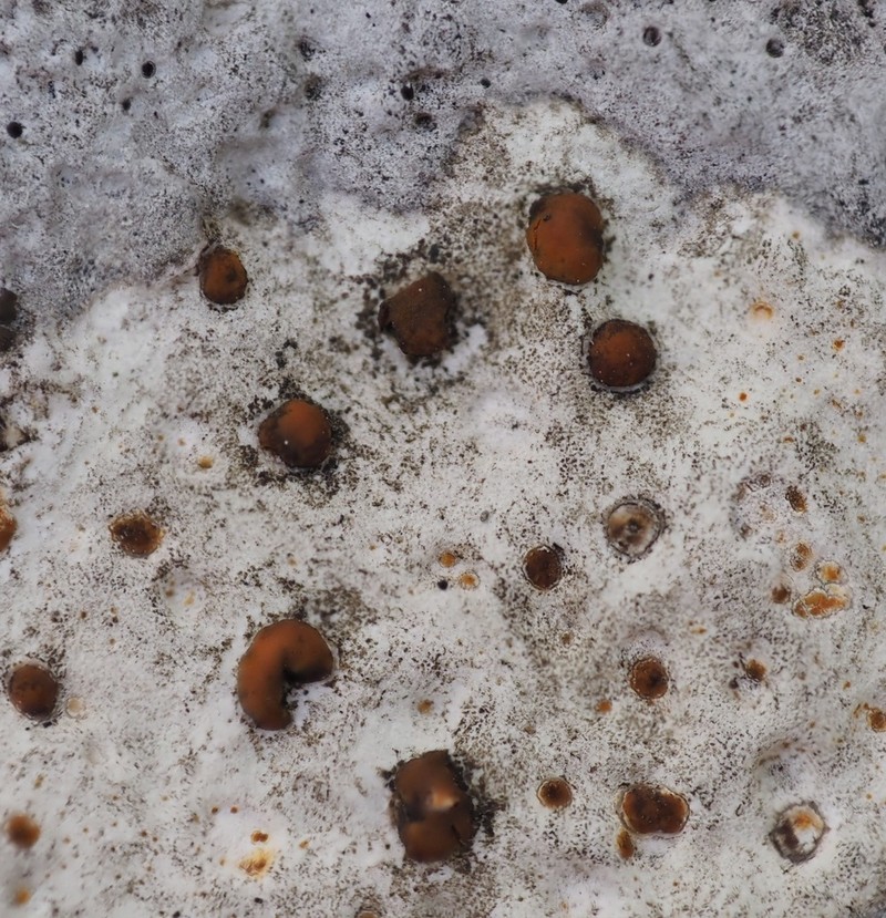 Protoblastenia Lichen photo 3