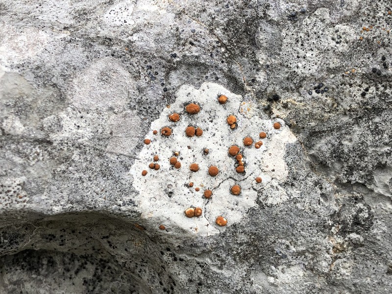 Protoblastenia Lichen photo 4