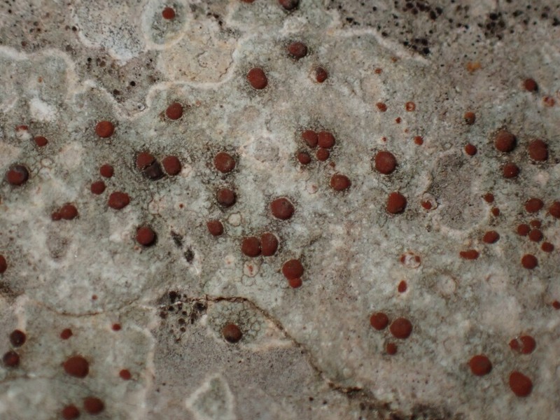 Protoblastenia Lichen photo 5