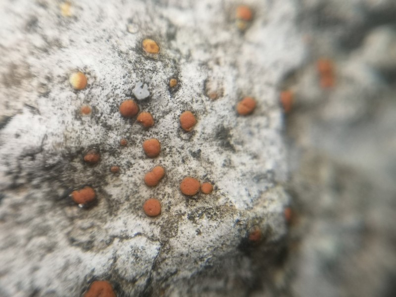 Protoblastenia Lichen photo 6