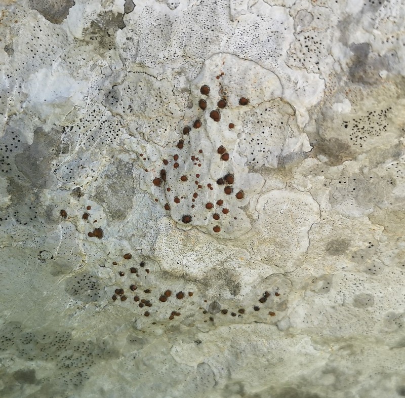 Protoblastenia Lichen photo 7