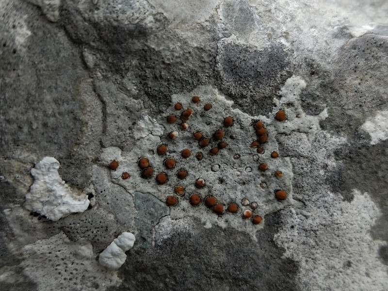 Protoblastenia Lichen photo 8