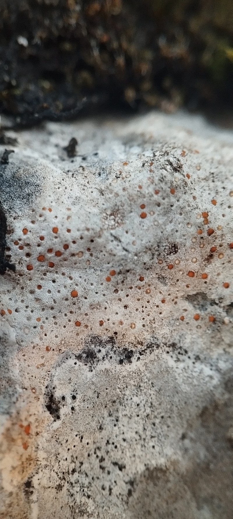 Protoblastenia Lichen