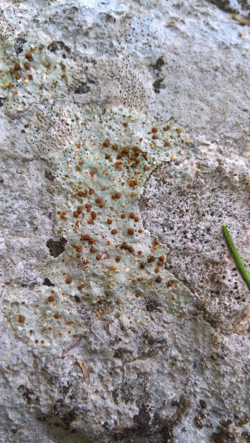 Protoblastenia Lichen photo 2